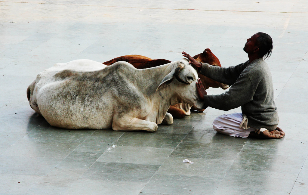 Le Vacche sacre dell'india